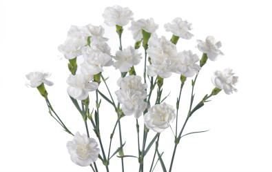 White Fleurete