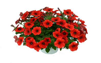 Petunia plus Red