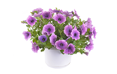 Petunia S.Grape