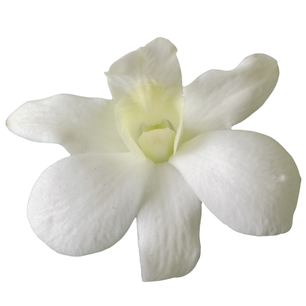 Dendrobium White 5N