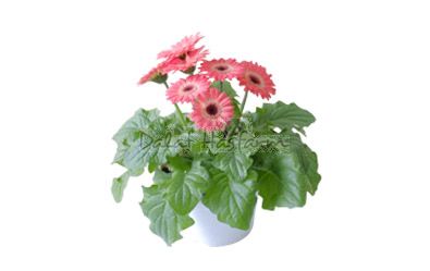 Gerbera