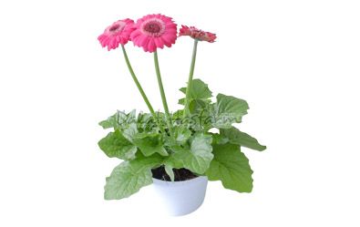 Gerbera