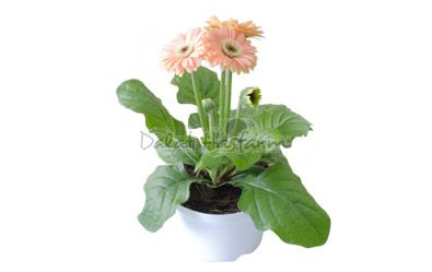 Gerbera