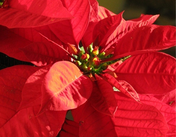 Poinsettia