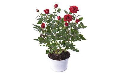 Pot Rose