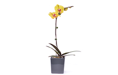 Phalaenopsis mini pot